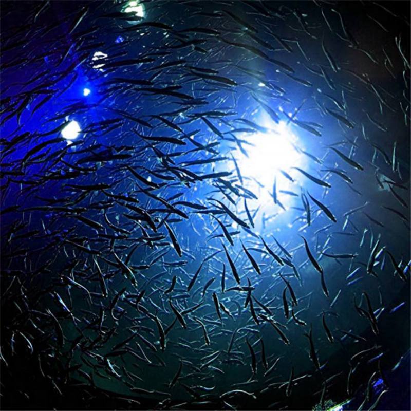Mini Fishing Attraction Lamp G - Fishing Boat Navigation Light のレビューと価格